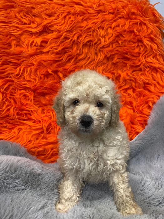 Sprzedam pięknego pudla