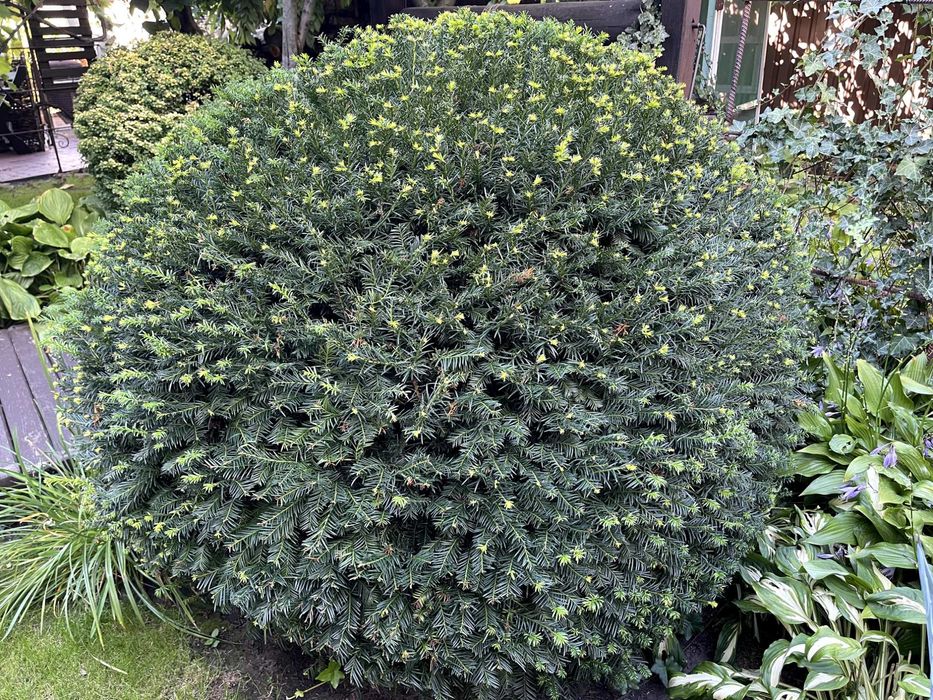 Тис ягодный 1.20 метр висота ТОПИАР ШАР
Taxus Baccata Topiar Ball