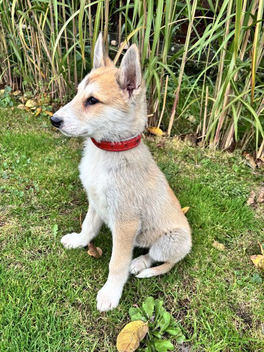 Łajka zachodniosyberyjska