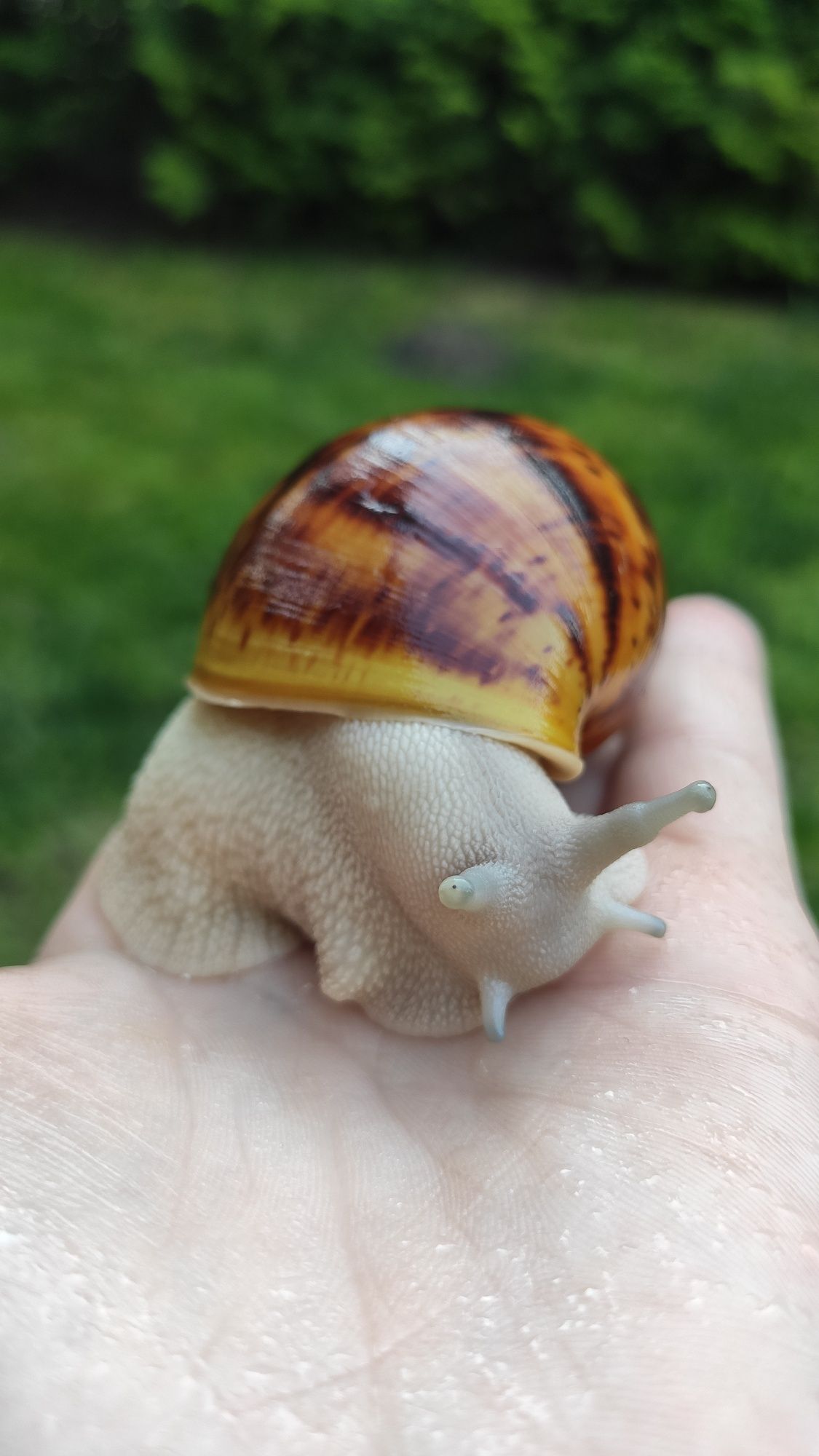 ślimaki afrykańskie Archahatina Marginata Ovum
