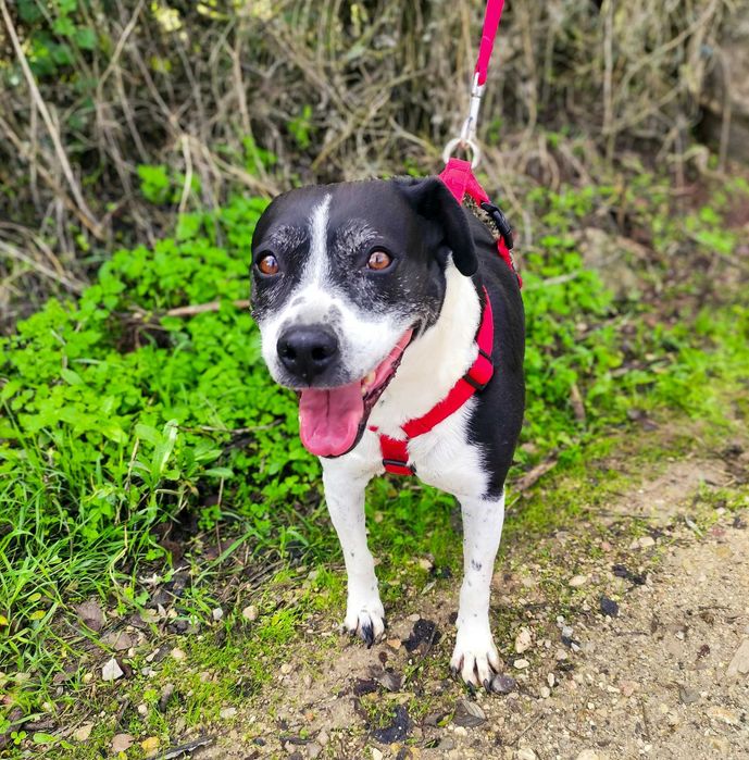 Minnie - Cadela Média para adoção