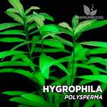 (Preço nao negociavel) 6 podas de Hygrophila Polysperma
