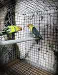Lote de aves para ceder