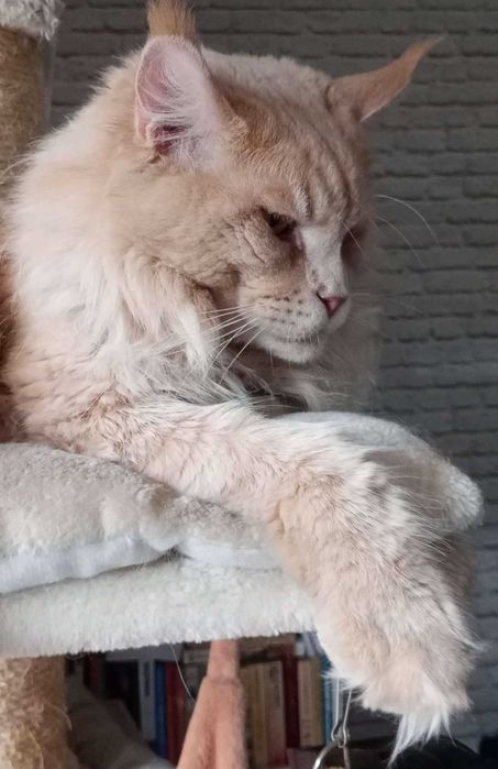 Puchata koteczka MCO FPL Całka