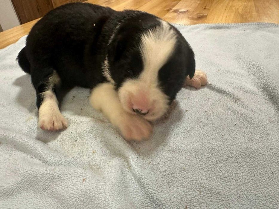 Border Collie suczka biało czarna