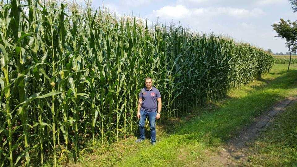 Dolistny Nawóz Agrolinija Wszystkie Zboża ,Trawy 25L na 10hA