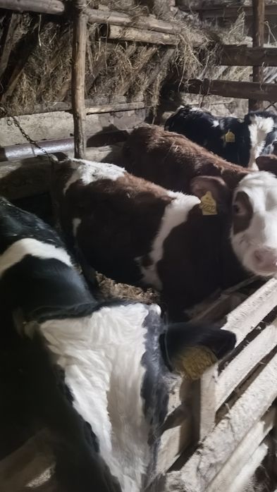 Sprzedam odsadki 16 szt