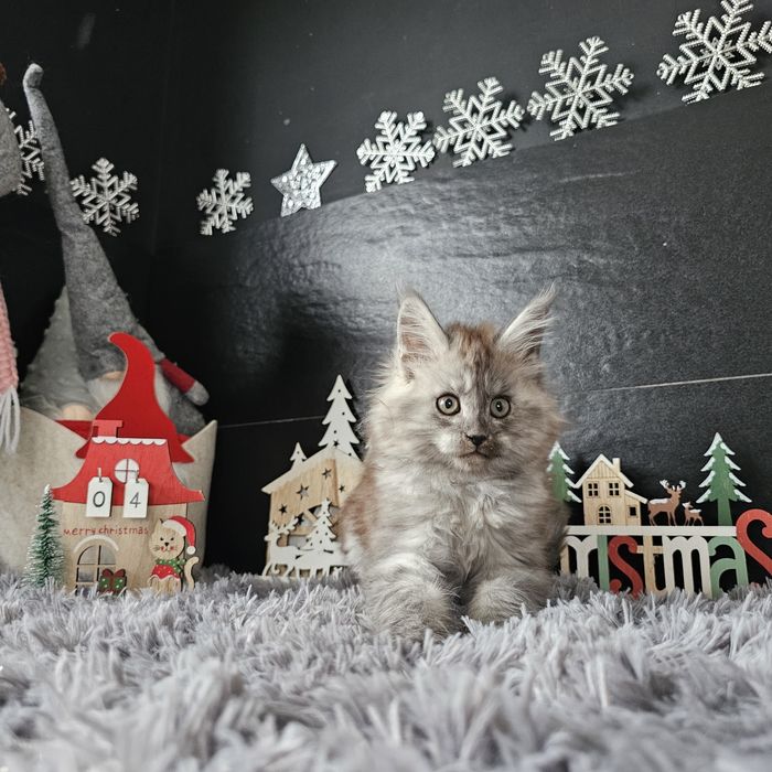 Koteczka dymna   Maine coon rodowód fpl