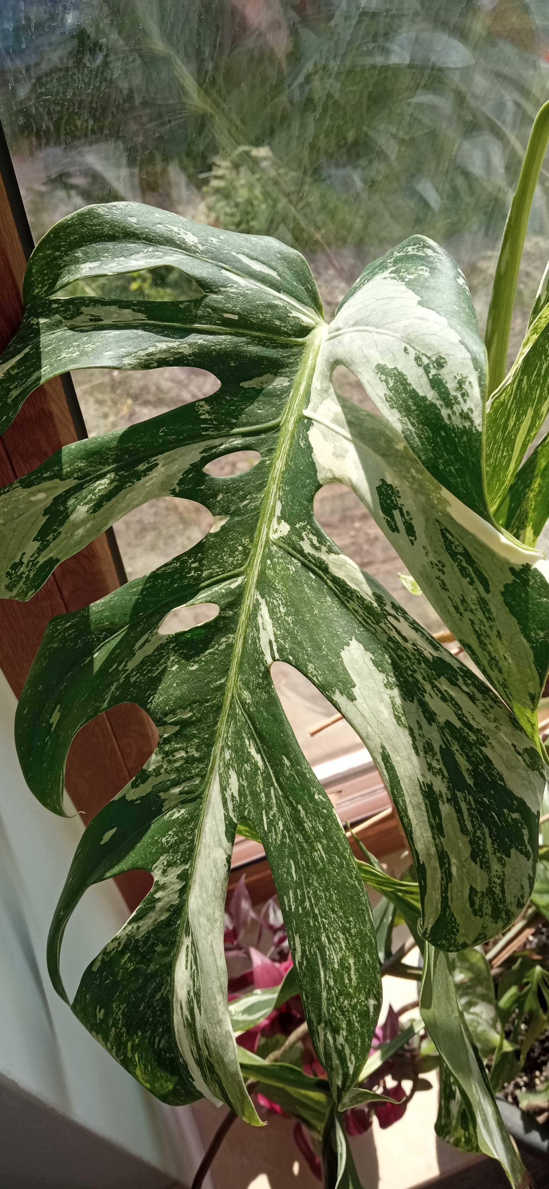 Variegata cięta szczyt monstera kolekcj.