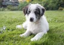 BLUE MERLE - piesek border collie - rodowód, badania rodziców