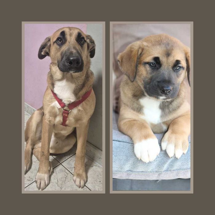 SPIKE zwrócony z adopcji dzieciak pionie szuka domu tymczasowego!