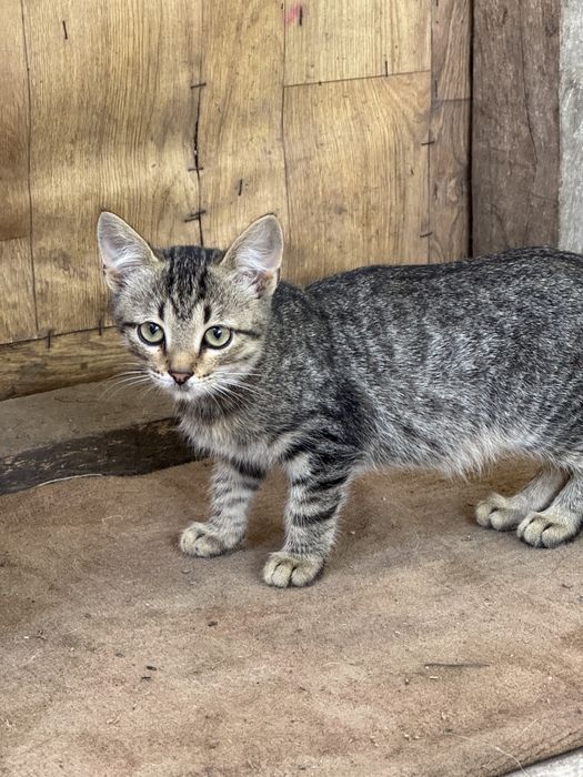 Кошеня шукає любов - хлопчик (4 місяці)
