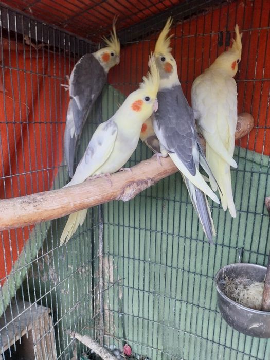 Mam w ofercie papugi nimfy młode 2,5-miesieczne