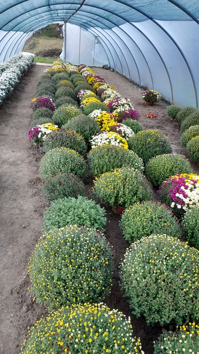 Chryzantemy chryzantema Wadowice