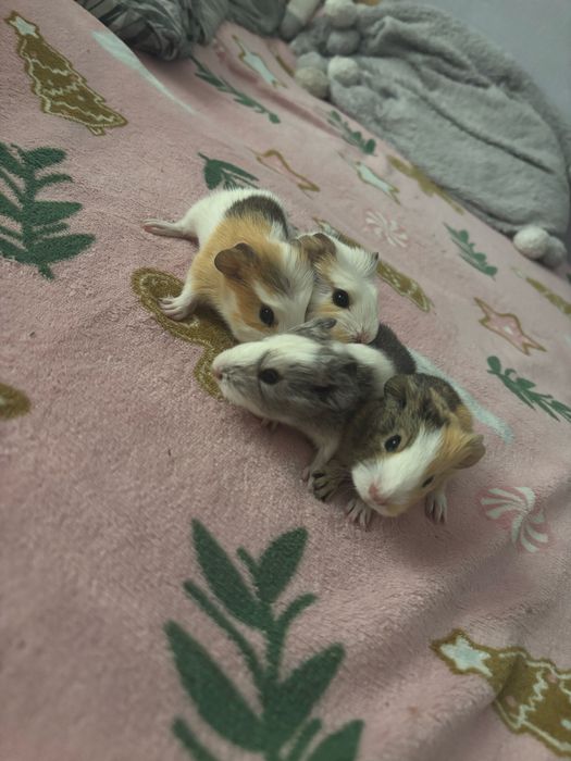 Sprzedam świnki morskie