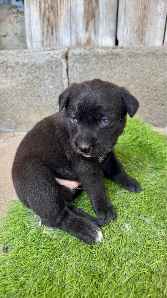 CÃES PARA ADOÇÃO - Troque sua solidão por alegria :))