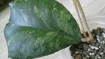 Hoya Svetlana sadzonka