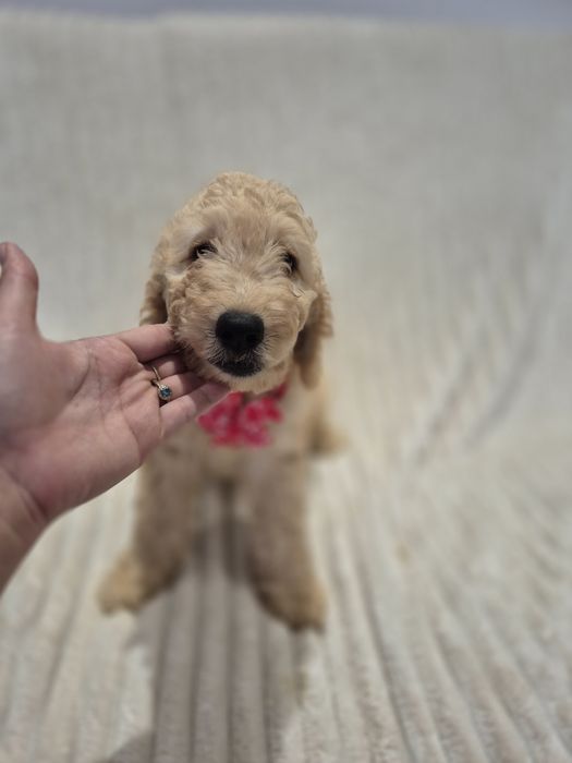 Goldendoodle f1b standard