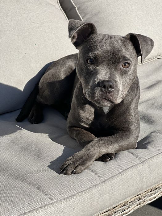 Staffordshire Bull Terrier FCI ZKwP Staffik Suczka