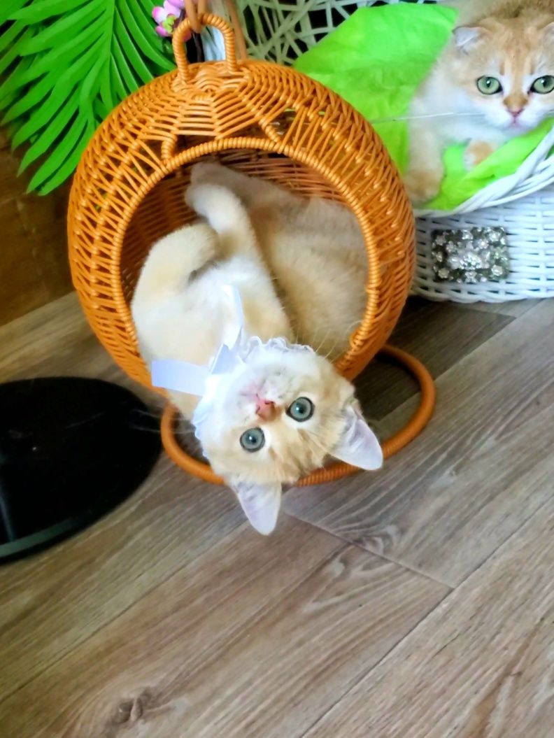 Кукольная девочка с международным паспортом. Котята золотая шиншилла.