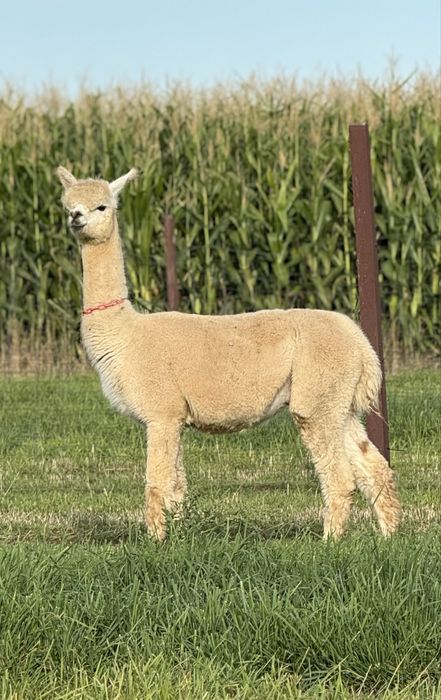 Samica alpaki. Alpaka