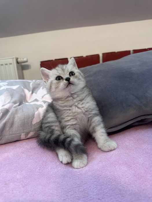 Kotka szkocka srebrna szynszyla prostoucha Belli gotowa do odbioru