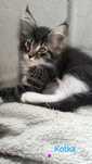 Kotka Maine coon