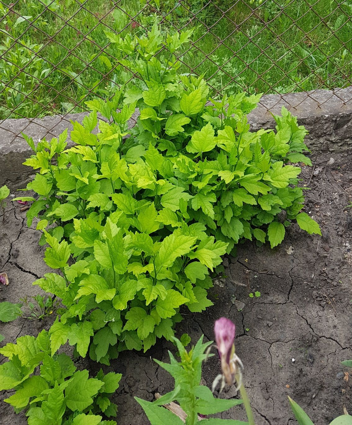 Гібіскус деревовидний, молоді кущі