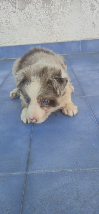 Border collie C/LOP