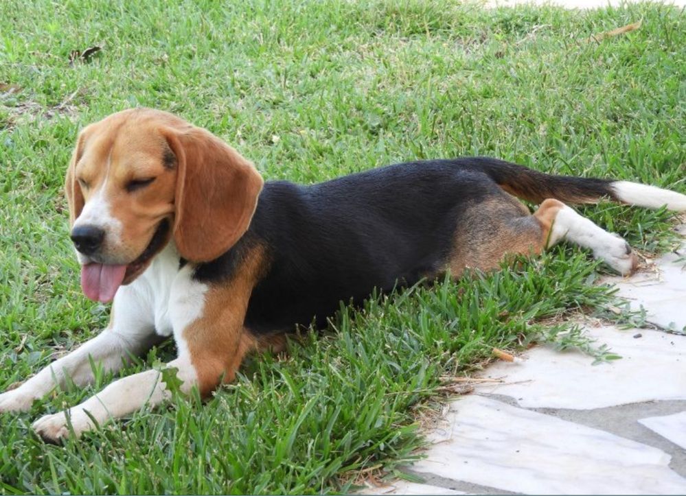 Beagle Tricolor Puro