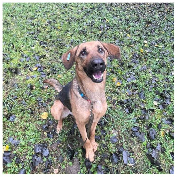 Веселая игривая собака ищет дом