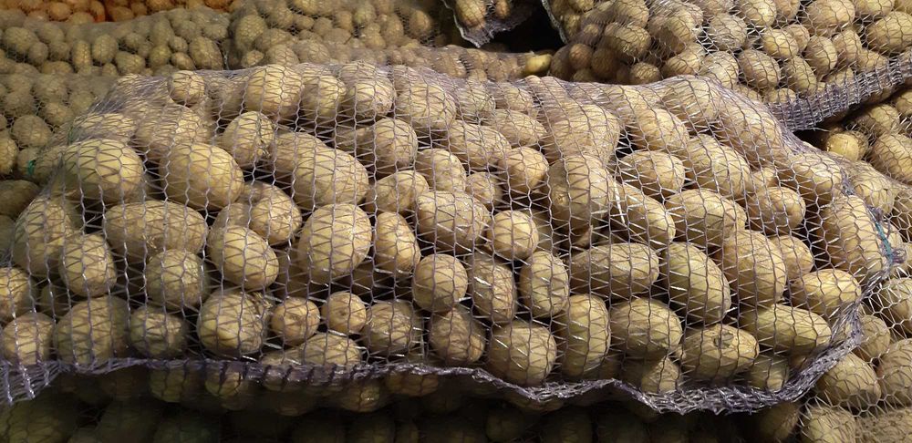 картопля кормова