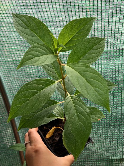 Гортензія мітловидна Ваніла Фрайз Vanille Fraise, саджанець p9