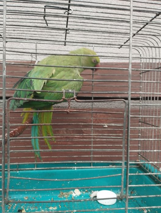 Aleksandretta obrożna 24r samica obrączka stała