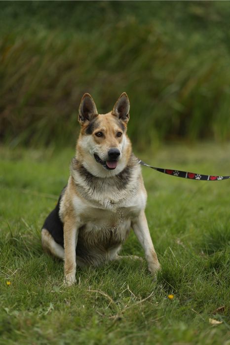 Abel szuka domu na zawsze