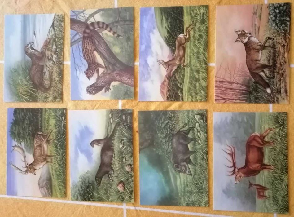 Animais Selvagens no seu habitat - 8 Postais - Envio Grátis