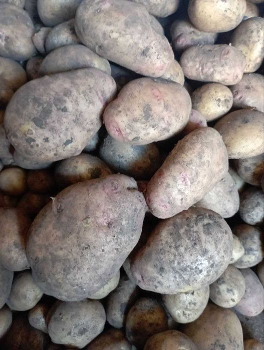 Продам домашнию кортошку