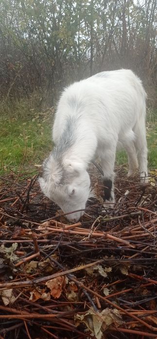 Козочка ЛАМАНЧА..11 МІС. Та 3.5. Річна Ужгород