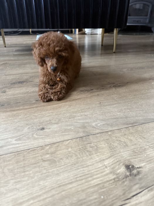 Pudel toy Red Brown