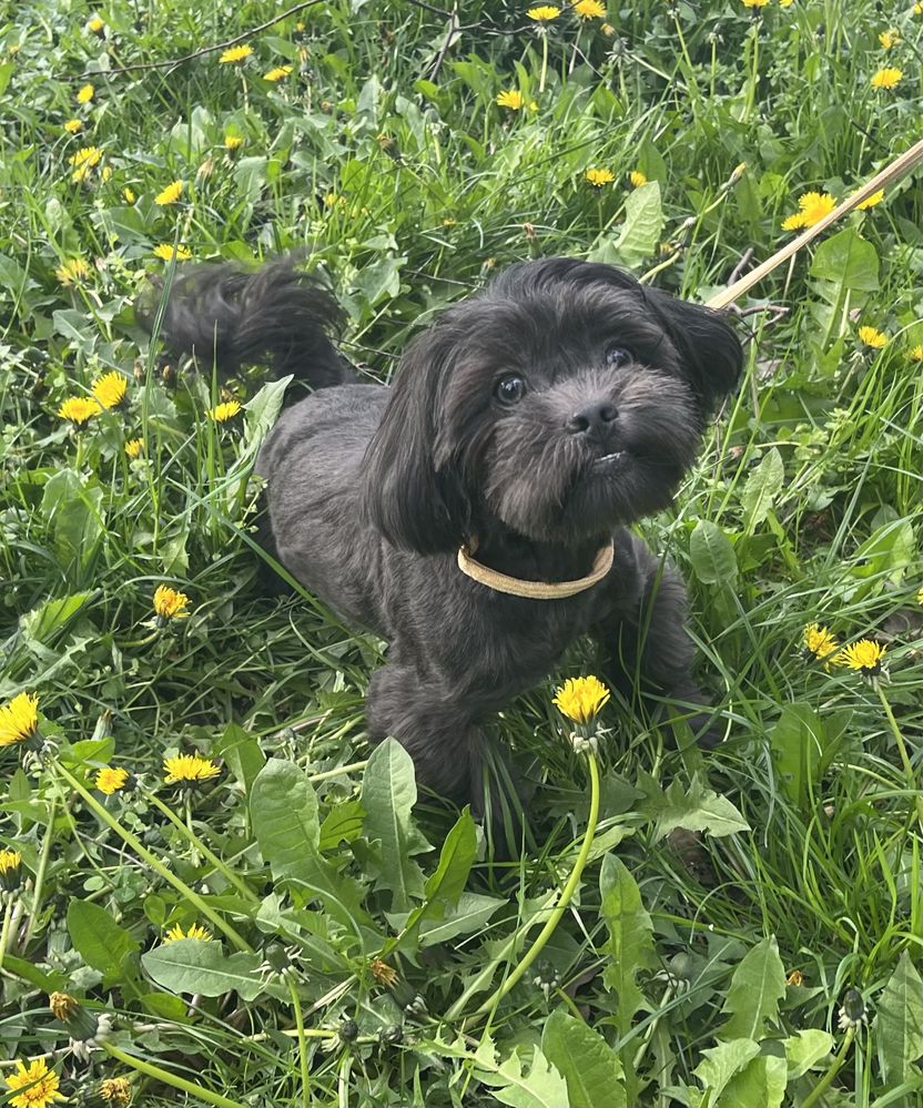 Blue piesek shihpoo - shih tzu & pudel toy jak maltipoo