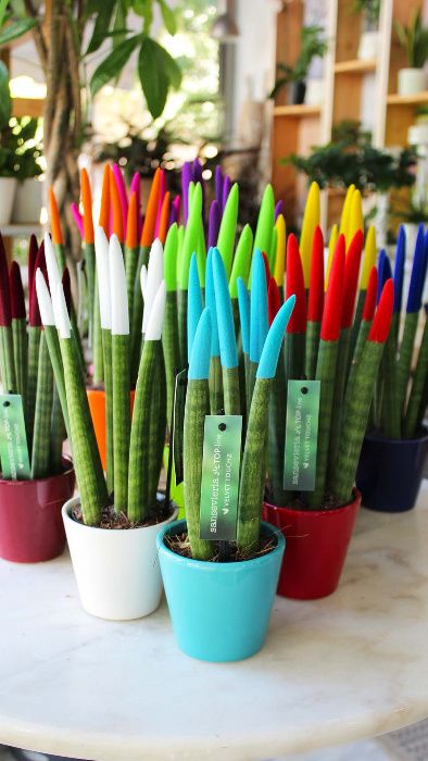 SANSEWIERIA Sansevieria wężownica Velvet Touchz + ozdobna doniczka