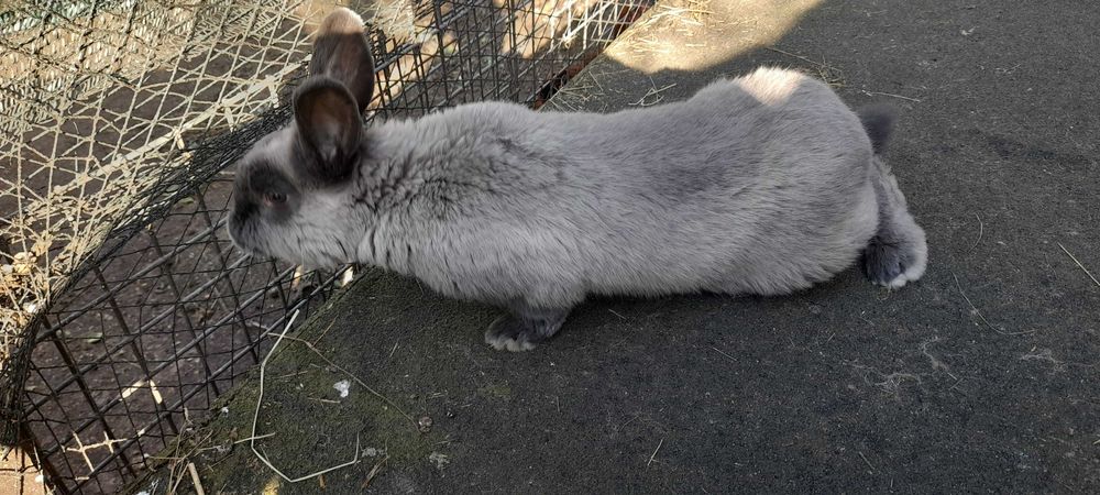 KUNA Wielka Brązowa i Niebieska