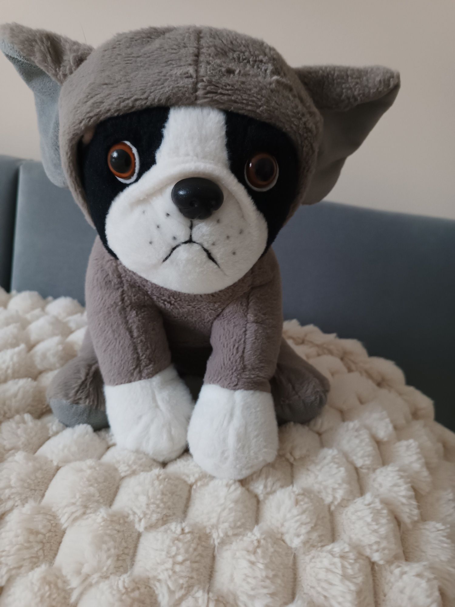 Maskotka buldog francuski