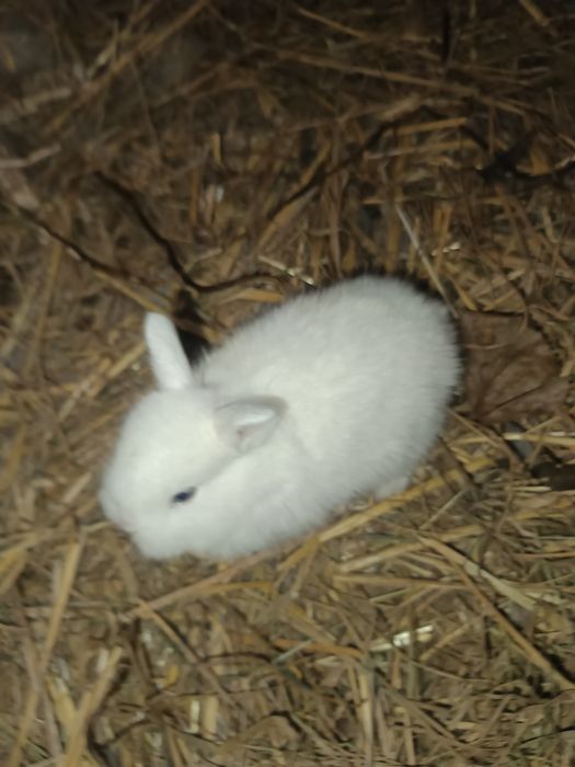 Sprzedam króliki miniaturki malutkie  3 sztuki MOŻLIWOŚĆ DOWOZU