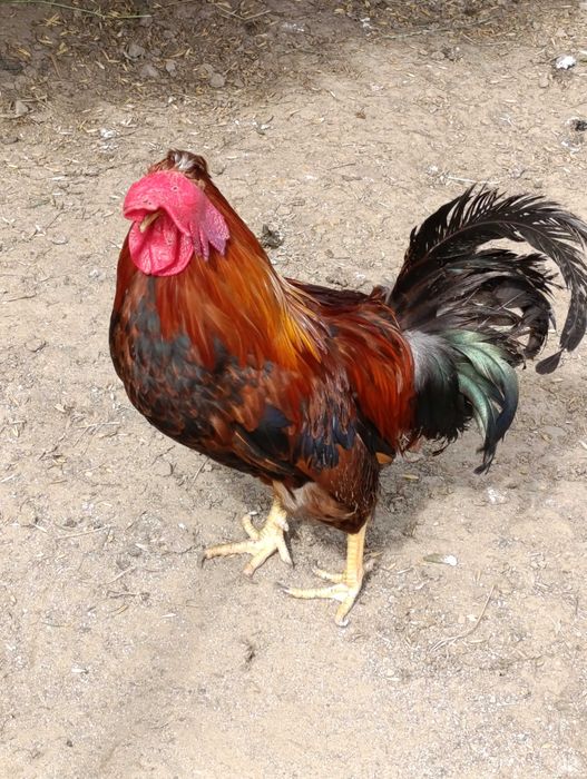 Sprzedam koguta z 2024
