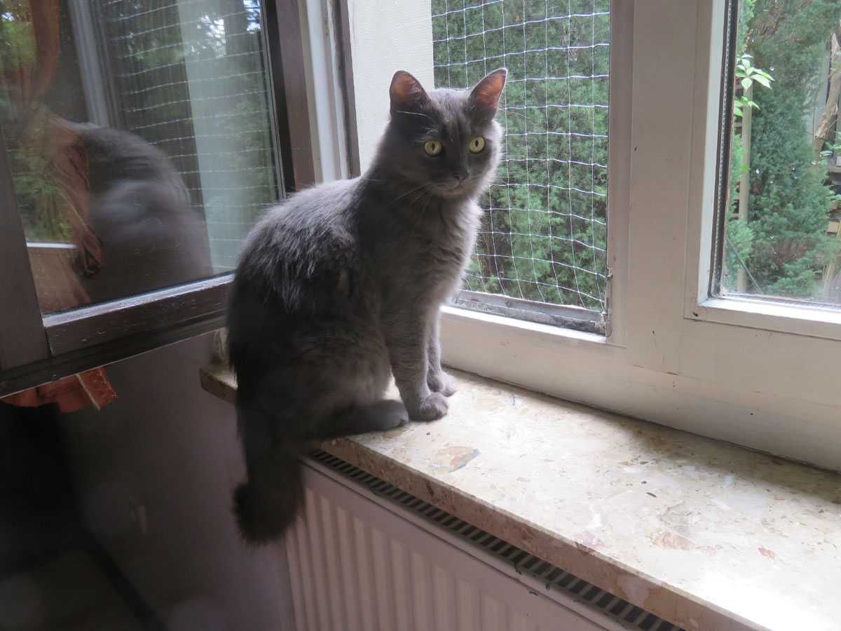 Kot Duszek do pilnej adopcji Oddam kota w typie rosyjski długowłosy