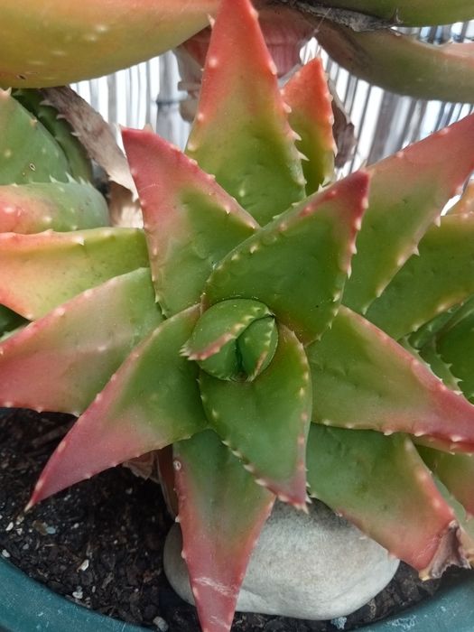 Aloe Brevifolia.rebentos