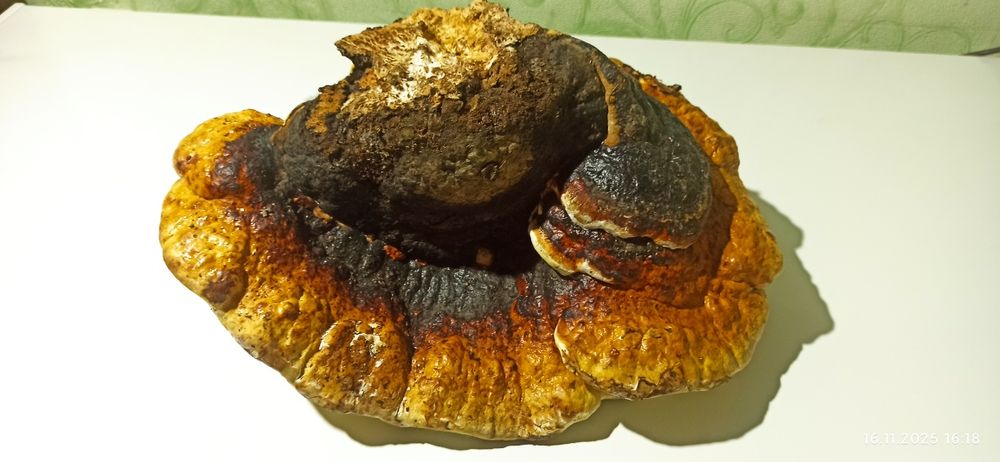 Гриб трутовик 500 грн.