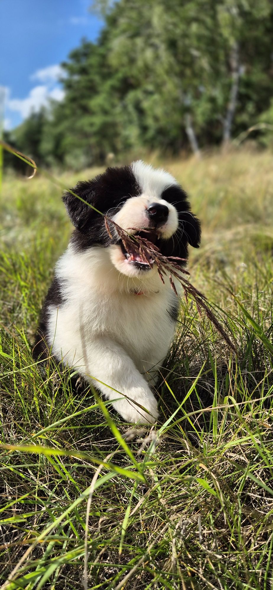 Border collie piesek