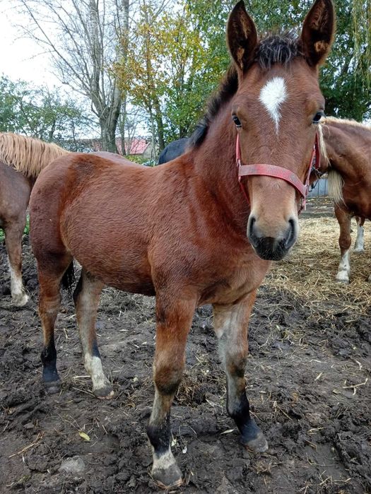 Koń ogier zimnokrwiste Śląska